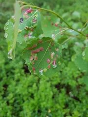 Acalitus longisetosus