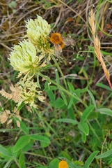 Trifolium ochroleucon