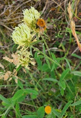 Trifolium ochroleucon