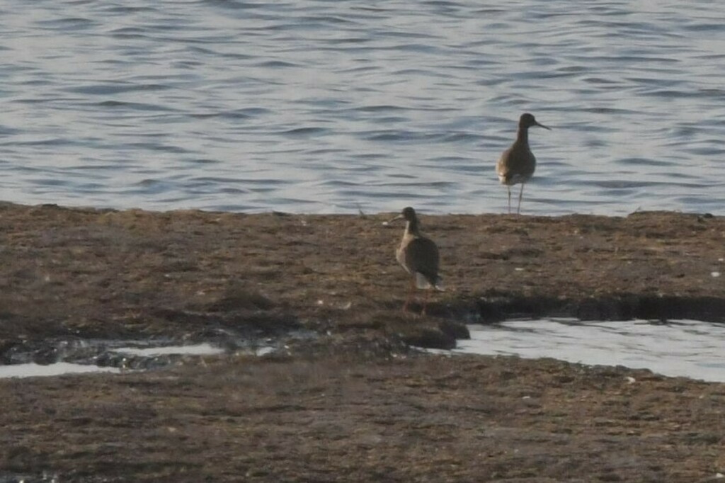 Shanks, Tattlers, and Allies from Алтайский рн, Респ. Хакасия, Россия