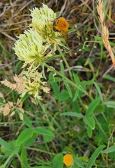Trifolium ochroleucon