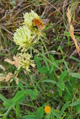 Trifolium ochroleucon
