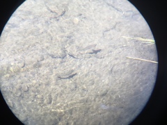 Richardsonius egregius