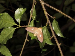 Asota plaginota
