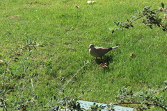 Streptopelia decaocto