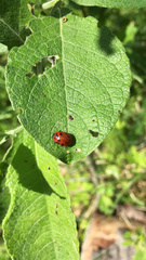Gonioctena fornicata