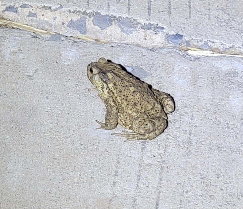 Asiatic Toad