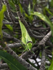 Stilpnochlora thoracica