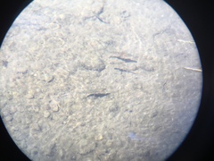 Richardsonius egregius