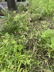 Persicaria senticosa