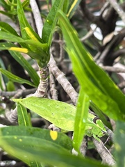 Stilpnochlora thoracica