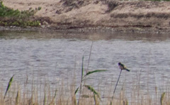 Emberiza schoeniclus