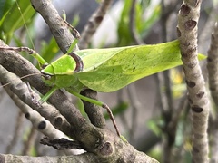 Stilpnochlora thoracica