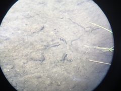 Richardsonius egregius