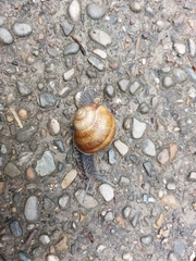 Helix pomatia
