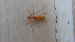 Heterachthes quadrimaculatus