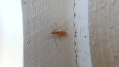 Heterachthes quadrimaculatus