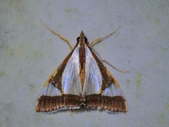 Agrioglypta eurytusalis