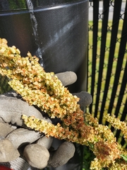 Rumex crispus