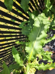 Rumex crispus