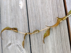 Potamogeton perfoliatus
