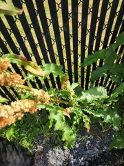 Rumex crispus