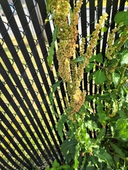 Rumex crispus