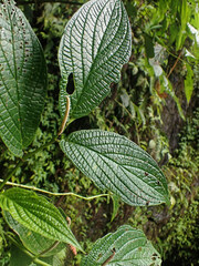 Piper hispidum