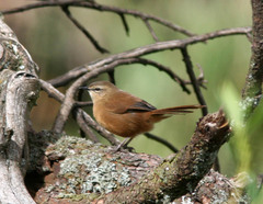 Bradypterus cinnamomeus