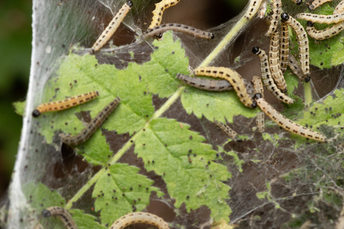 Bird-cherry Ermine photo 5