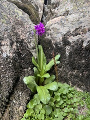 Primula nivalis