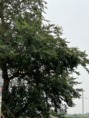 Holoptelea integrifolia