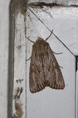 Fishia yosemitae