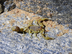 Jaguajir rochae