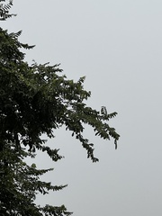 Holoptelea integrifolia