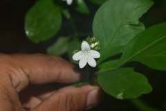 Ertela trifolia