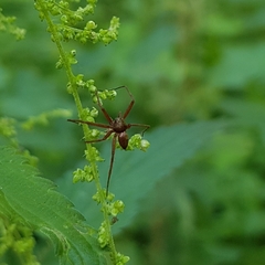 Philodromus aureolus