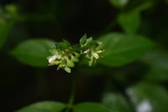 Ertela trifolia