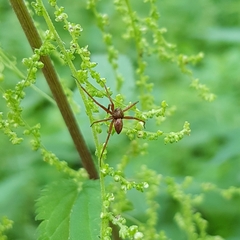Philodromus aureolus