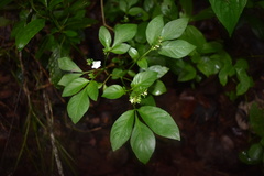 Ertela trifolia