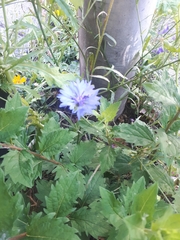 Centaurea cyanus