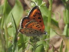 Lycaena cupreus