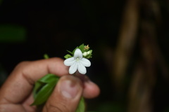 Ertela trifolia