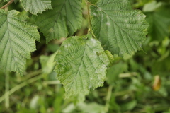 Erysiphe corylacearum