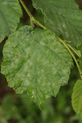 Erysiphe corylacearum