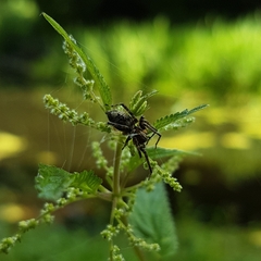 Anyphaena accentuata