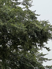 Holoptelea integrifolia