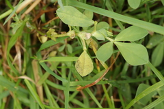 Peronospora tetragonolobi
