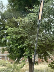 Holoptelea integrifolia