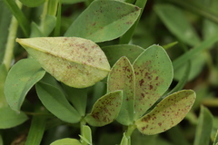 Peronospora tetragonolobi
